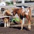 Cases of Animal Cruelty in West Tennessee